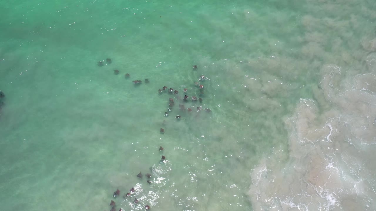Aerial frame over Los Cabos green sea showing dark fish groups arranged across shallow water beside a pale foamy patch, with no visible people.