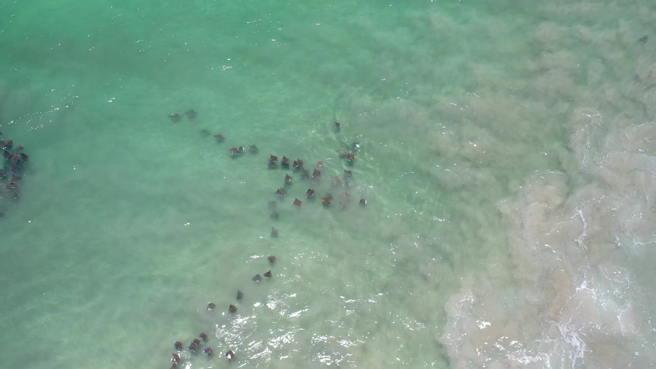 Fish clusters in green water near a pale sandbar