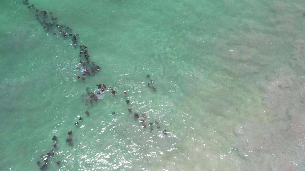 School of dark fish in clear shallow green water
