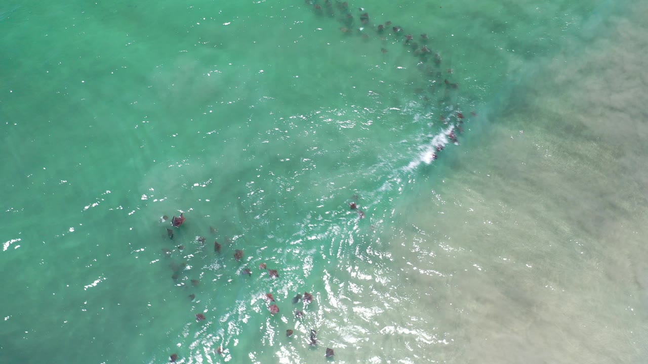 Overhead view in Los Cabos, Mexico of dark fish scattered through turquoise shallow surf near pale sand, with no visible people.