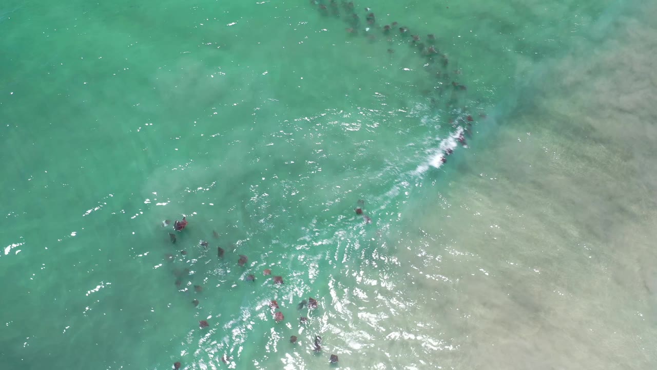 Aerial frame over Los Cabos shallows with fish gathered near the lower center, green-blue water, sandy bottom, and no visible people.