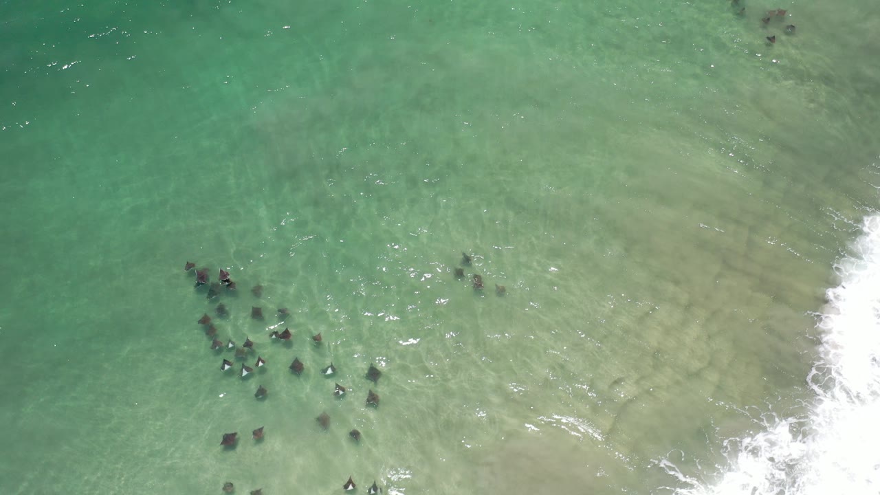 Overhead view of dark marine animals in shallow green ocean water near surf.