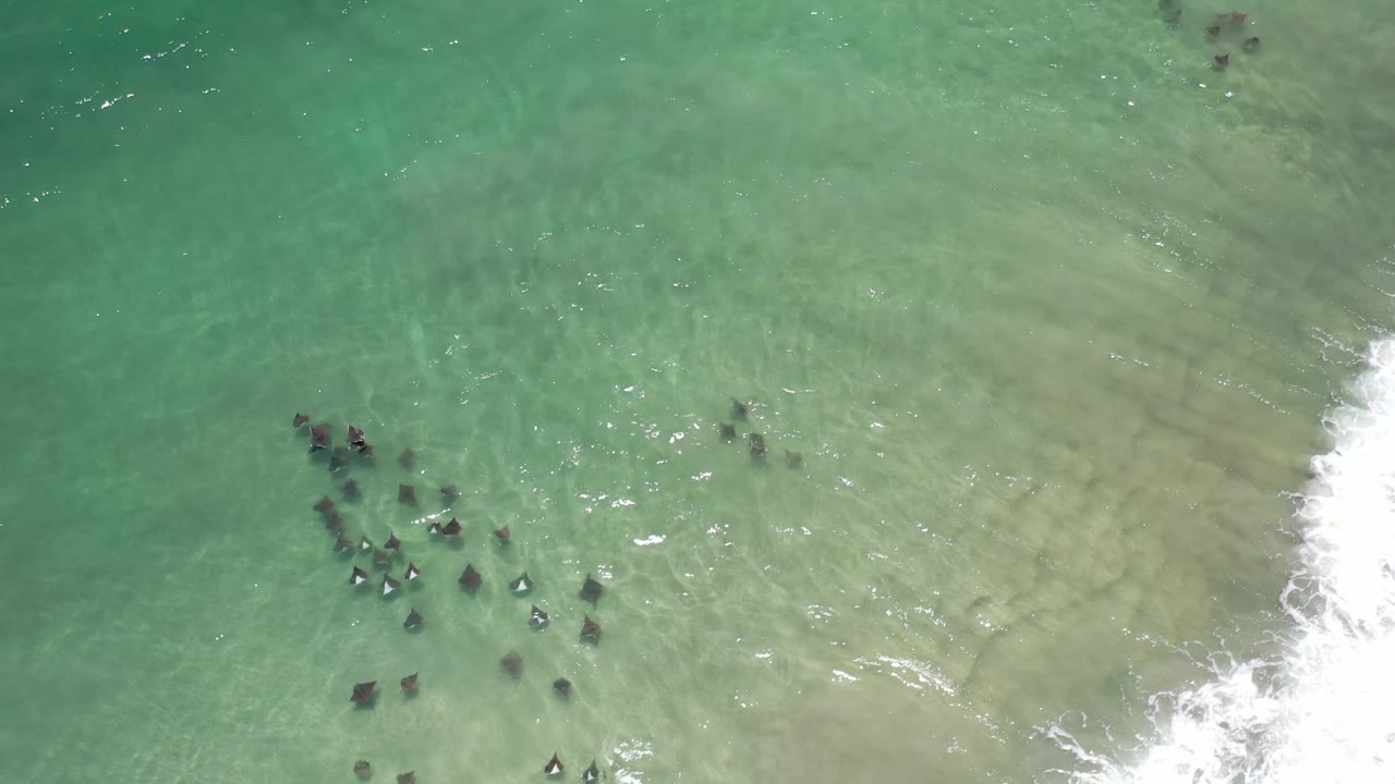 Overhead Los Cabos, Mexico view with the animal group still clustered in the lower left area, pale sandy water filling the center, and white foam along the right side, no visible people.