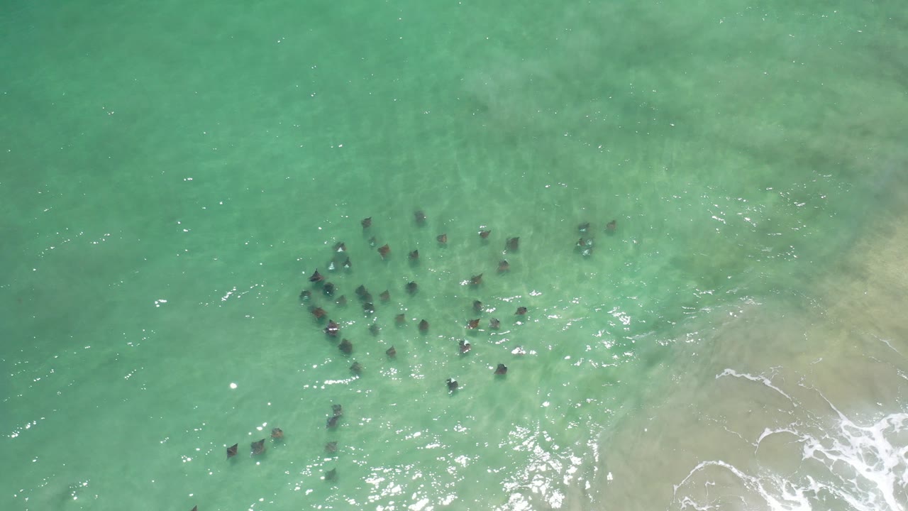 Overhead Los Cabos view of clustered dark marine wildlife below turquoise shallow water, with pale sand and white surf foam entering at the lower right and no visible people.