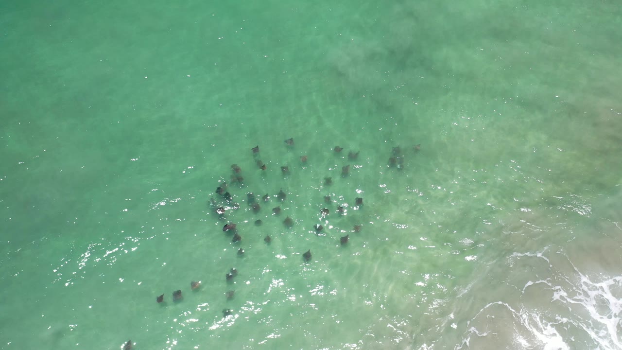 Marine wildlife scattered in shallow turquoise water with surf line on the right.