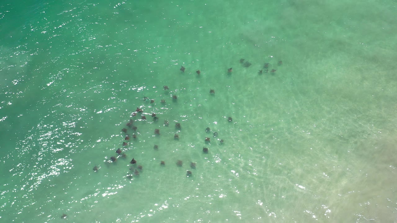 Top-down aerial view of turquoise ocean in Los Cabos, Mexico, with pale sandy shallows, sun glitter, clustered dark shapes near the surface, and no visible people.