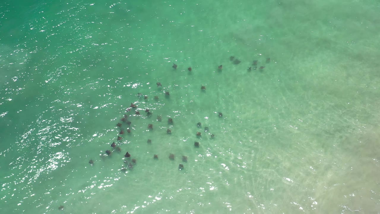 Aerial Los Cabos ocean frame with green-blue water, a sandy bottom visible through the shallows, bright ripples, and dark surface shapes spread across the upper half, with no visible people.