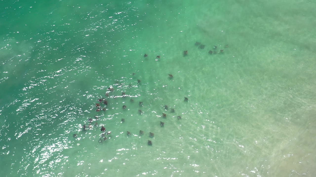 Turquoise shallows with dark shapes near the water surface.