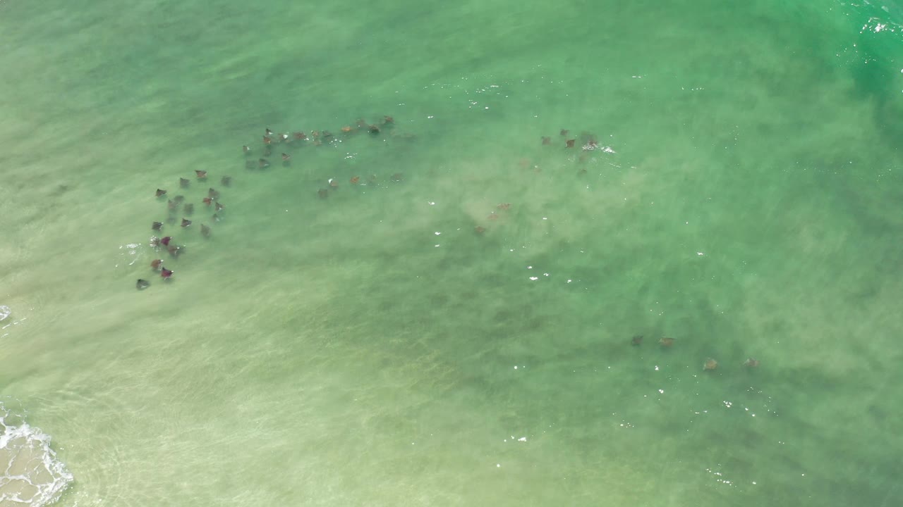 Overhead green ocean water with several dark clusters of schooling sea life.