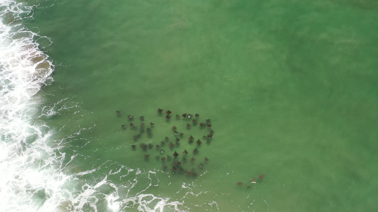 Overhead Los Cabos, Mexico view of a clustered group of dark marine animals under green water, with white surf breaking along the left edge and no visible people.