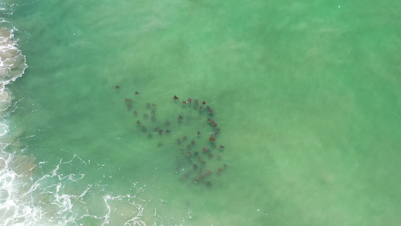 School of fish beneath green surf with white foam at the left edge.