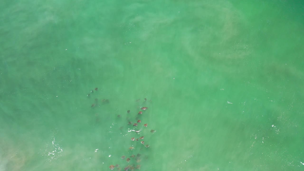 School of fish under green shallow sea water