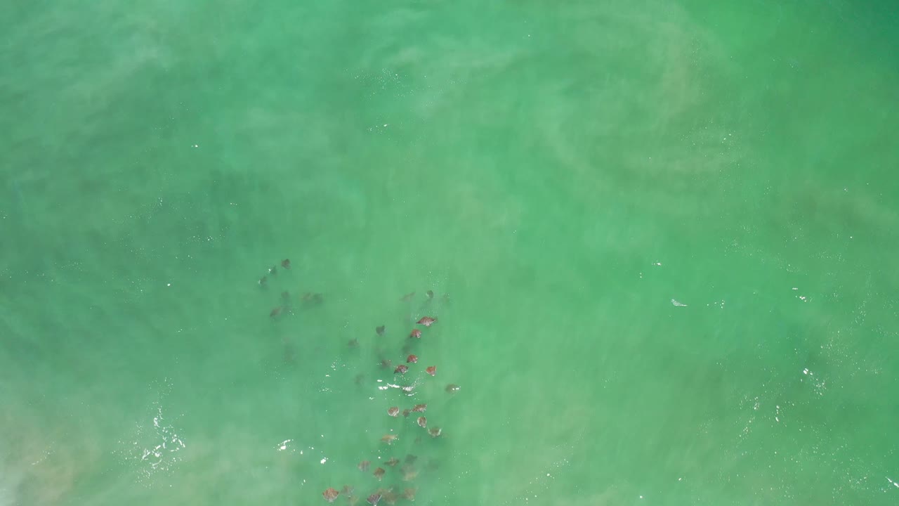 Top-down Los Cabos water frame with small dark fish clustered below the surface, light ripples across green water, and no visible people.