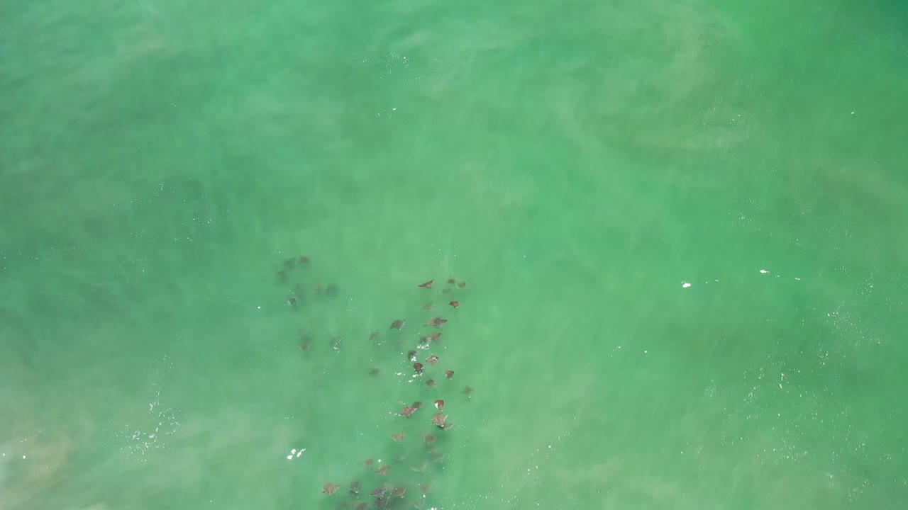 Fish school near pale sand patch in green water