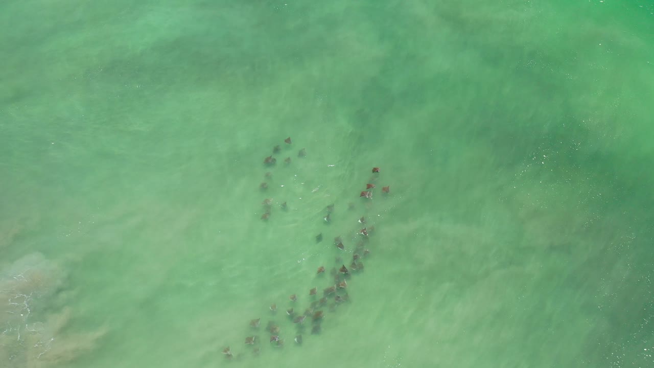 Overhead turquoise water with a grouped line of small animals below the surface.