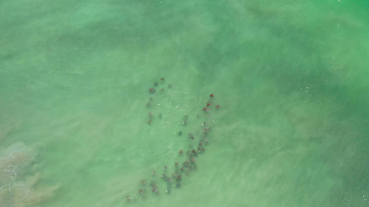 Aerial frame from Los Cabos, Mexico showing the animal group more centered in green-blue water, with pale underwater texture and no visible people.