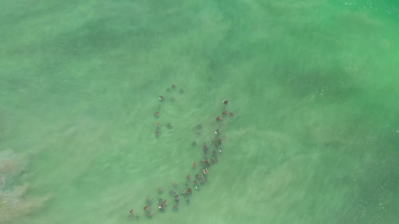 A cluster of animals appears in shallow turquoise water with pale patches below.