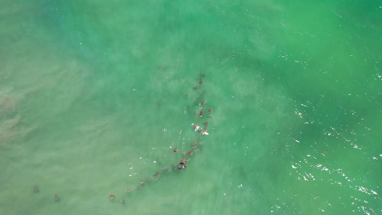 Top-down view of small fish beginning a loose line through green shallow water in Los Cabos, Mexico, with sandy bottom tones and no visible people.