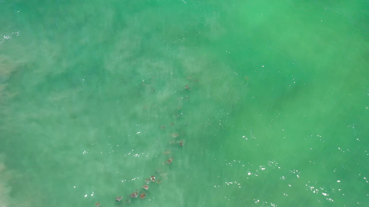 Fish cluster in shallow turquoise water