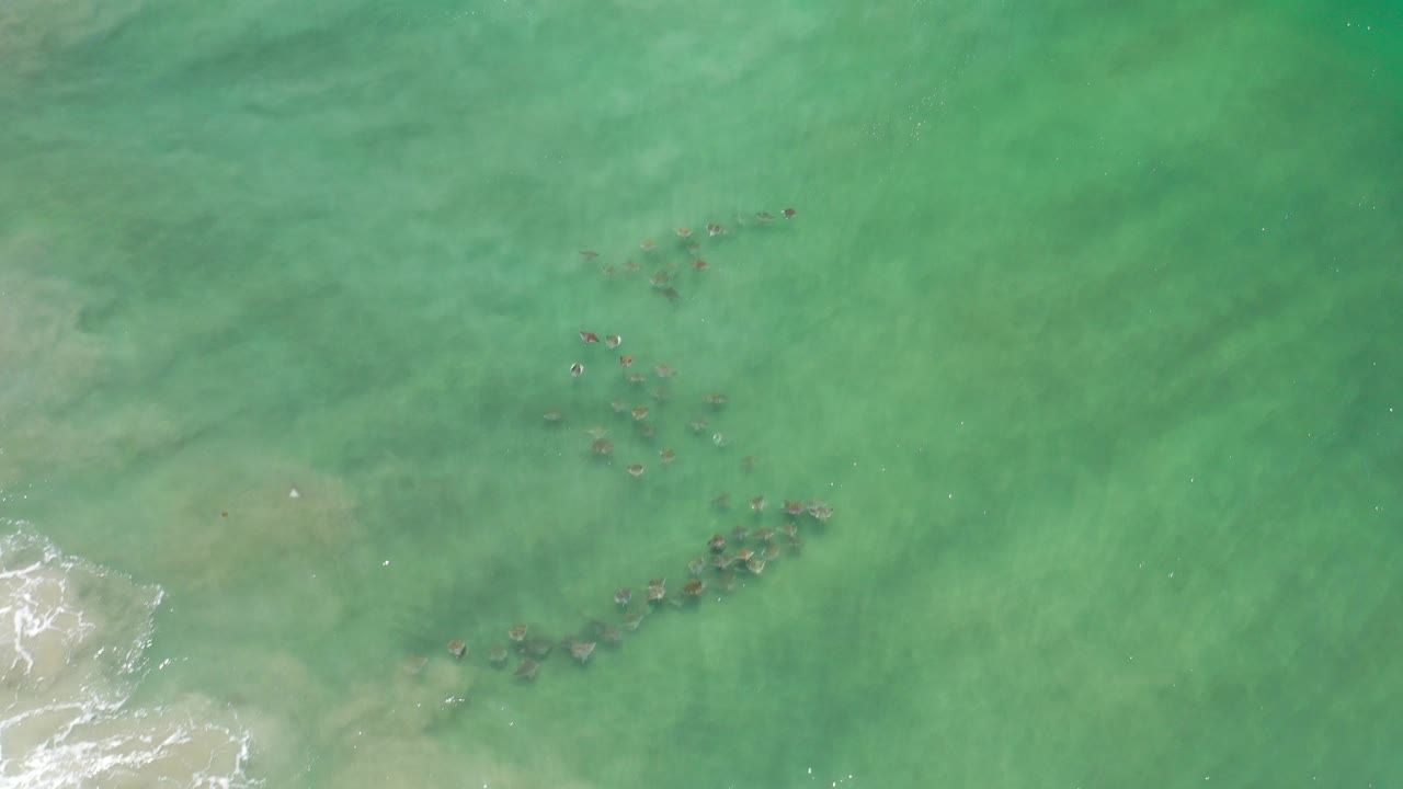 Overhead teal water with small dark sea animals near faint surf.