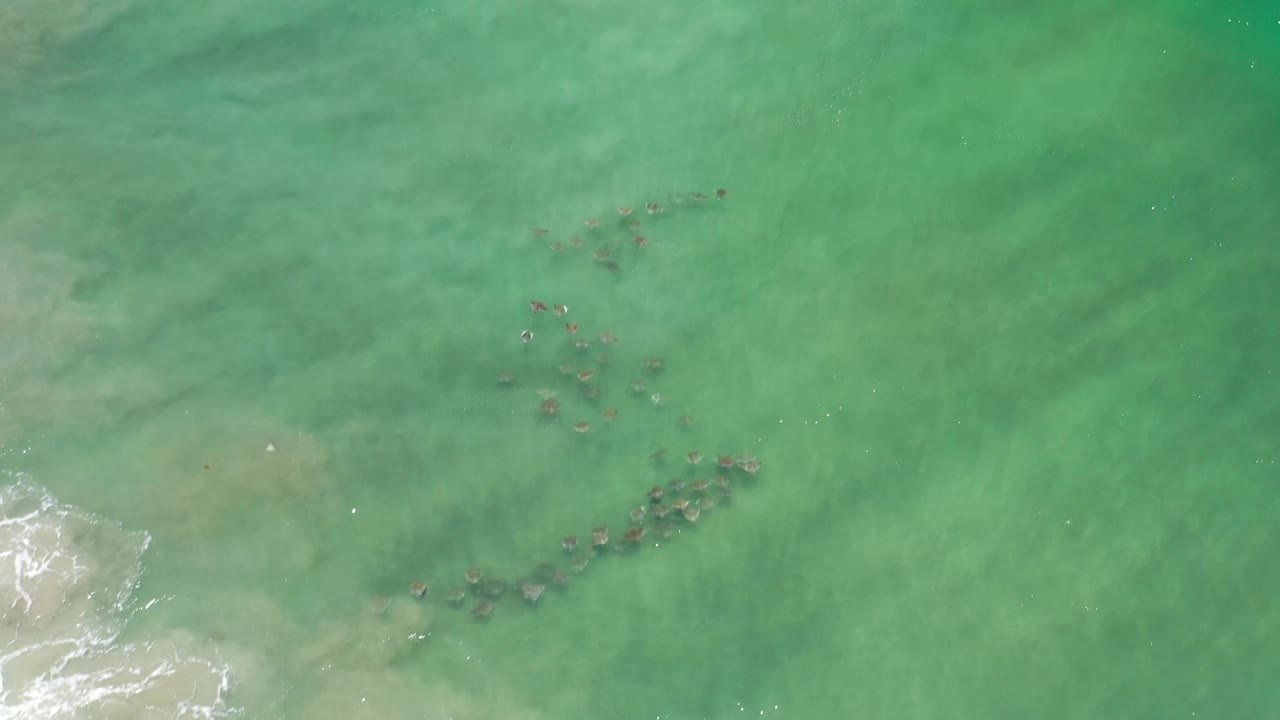 Aerial Los Cabos frame with scattered dark sea animals in green shallows, sandy patches beneath the water, and a white foam line entering from the lower left, no visible people.