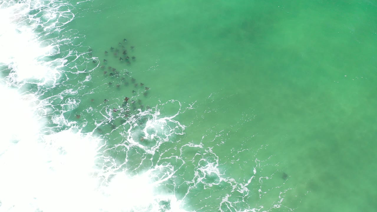 Top-down green ocean water with surf foam and a school of fish