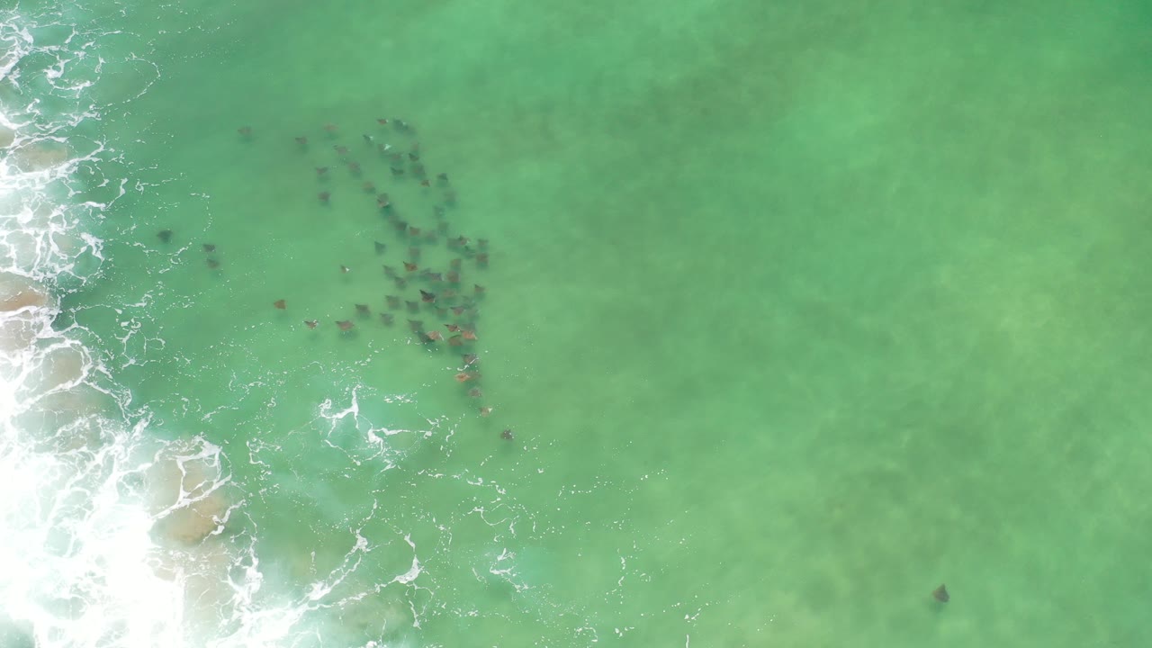 Overhead green ocean water with a school of fish near breaking surf.