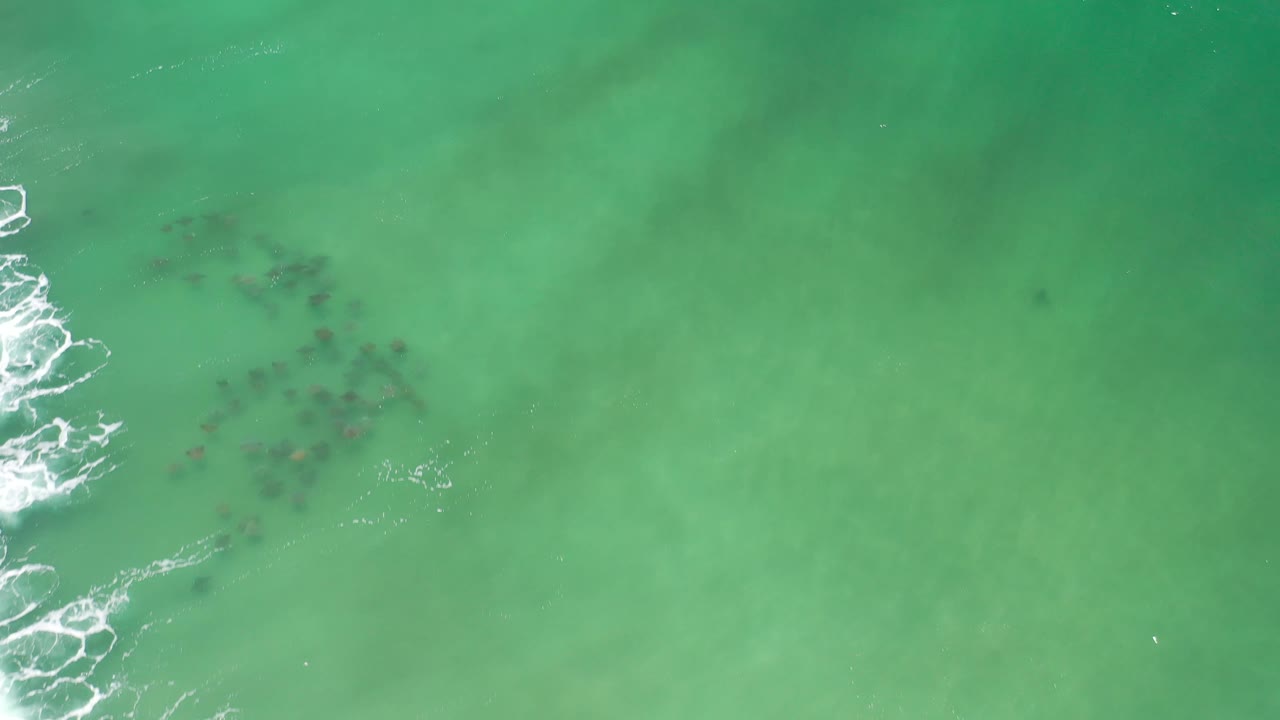 Aerial frame over Los Cabos ocean water, with the dark fish cluster sitting left of center and white wave foam tracing a vertical break nearby, no visible people.