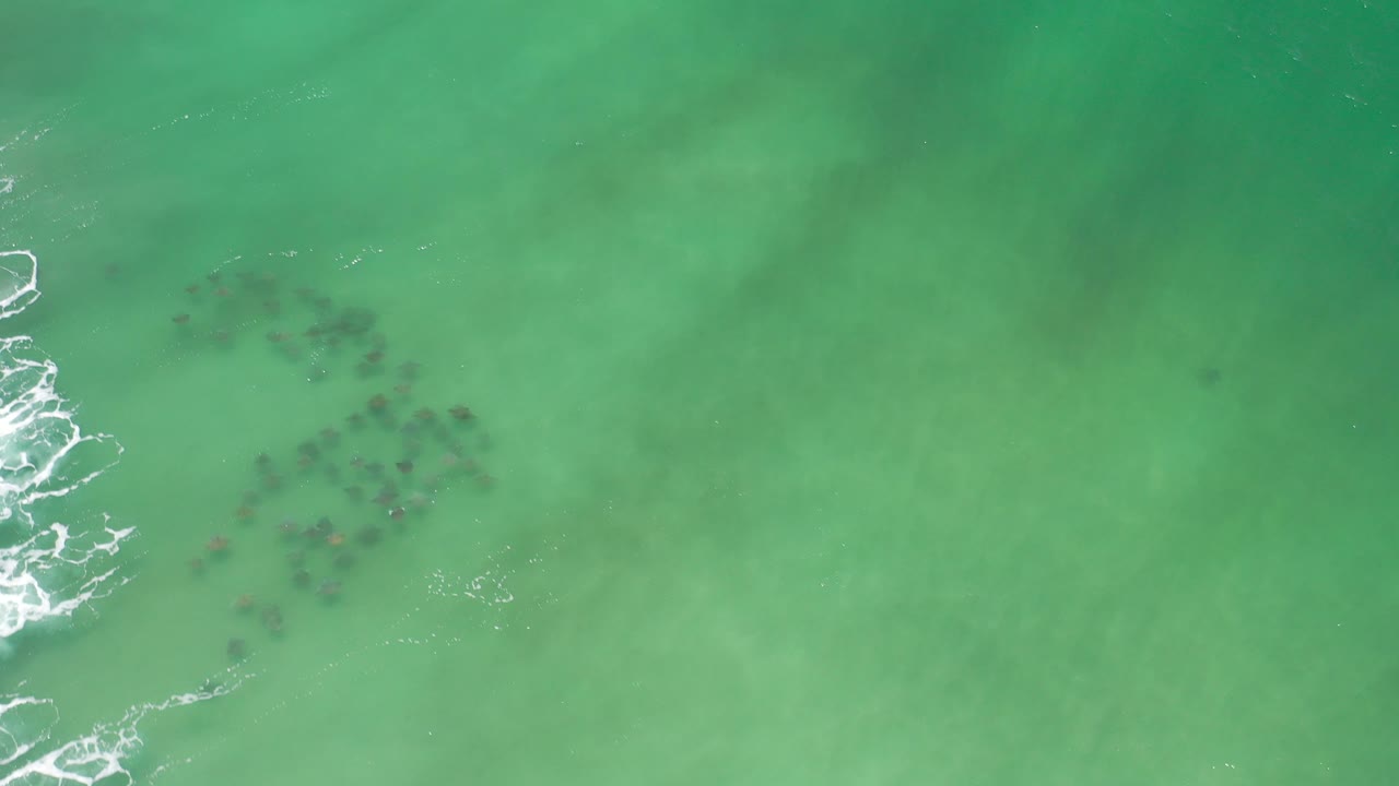 Green ocean surface with white foam and scattered dark fish shapes underwater.