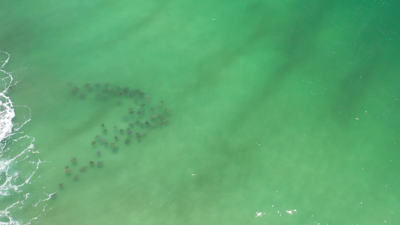 Small dark fish school under green surf water with wave foam at left.