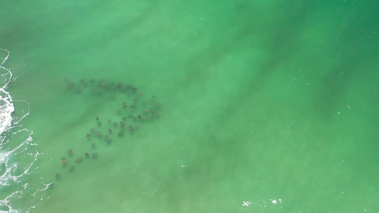 Aerial frame from Los Cabos, Mexico showing the fish school slightly right of left-edge surf foam under translucent green water, with no visible people.