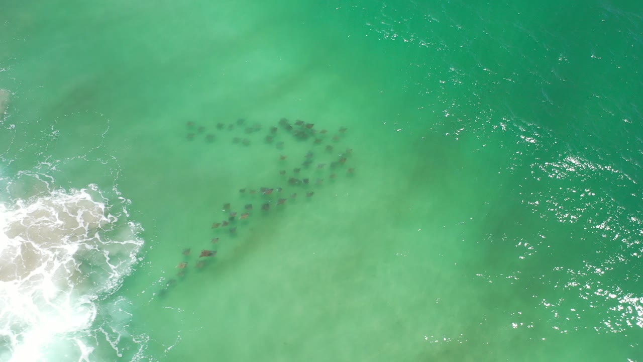 Overhead green ocean water with surf and a school of fish near shore