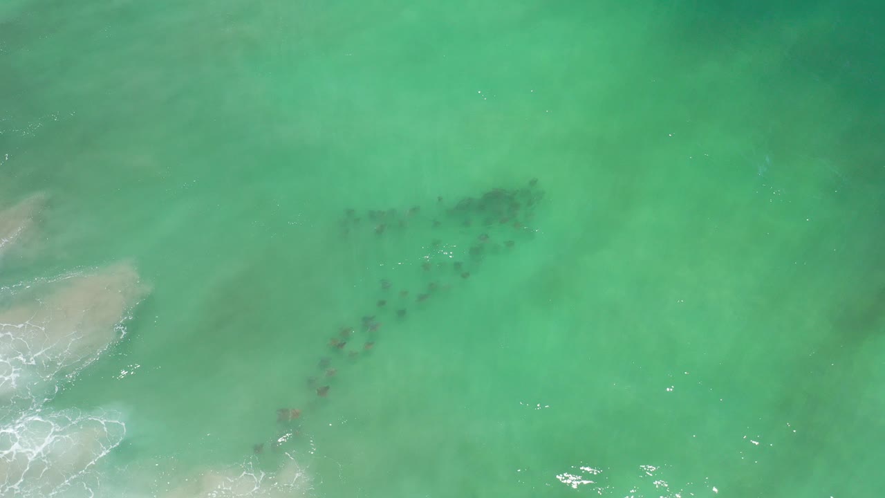 Overhead view of animals under clear green beach water near pale surf.