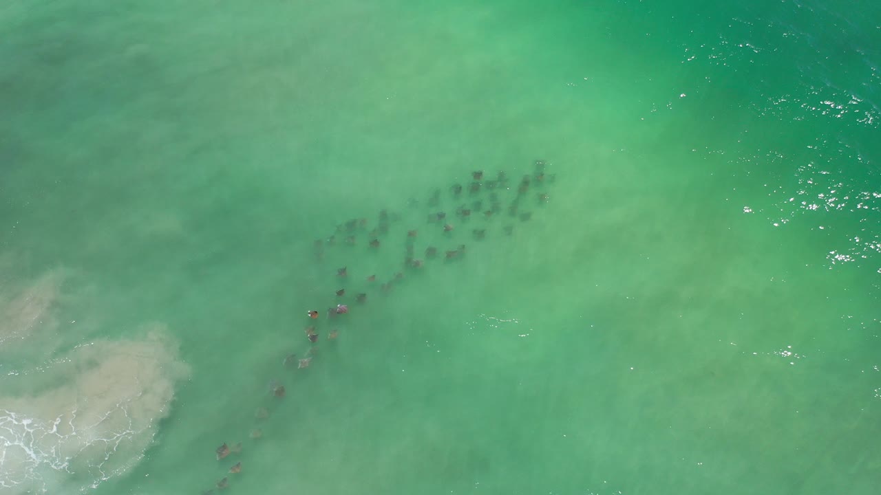 Overhead view of animal silhouettes in turquoise ocean water.