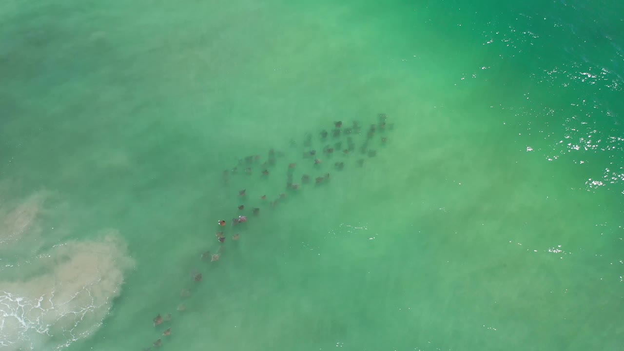 Overhead Los Cabos ocean frame with the animal group slightly lower in the composition, green-blue water texture, a pale wave patch at lower left, and no visible people.