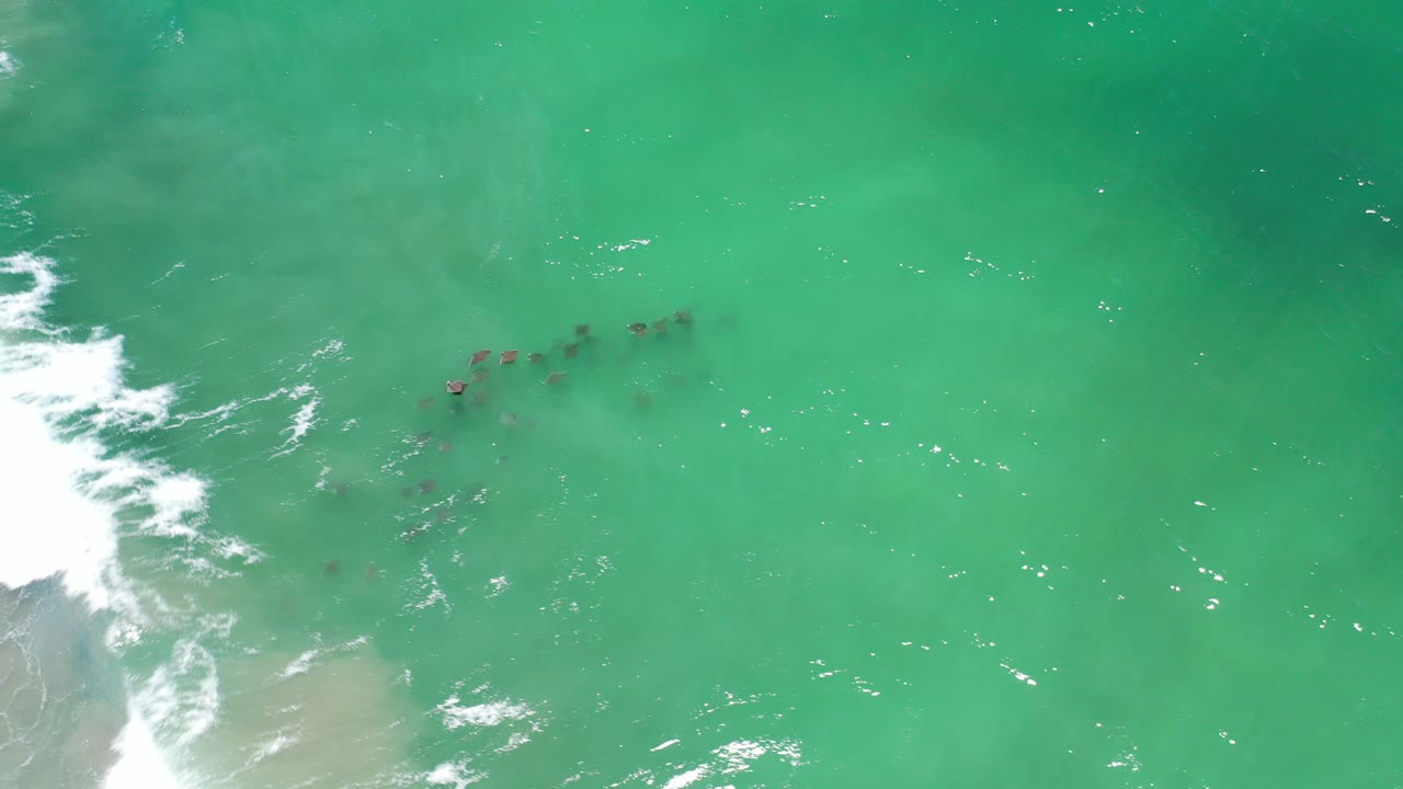 School of fish beneath teal ocean water near white surf.