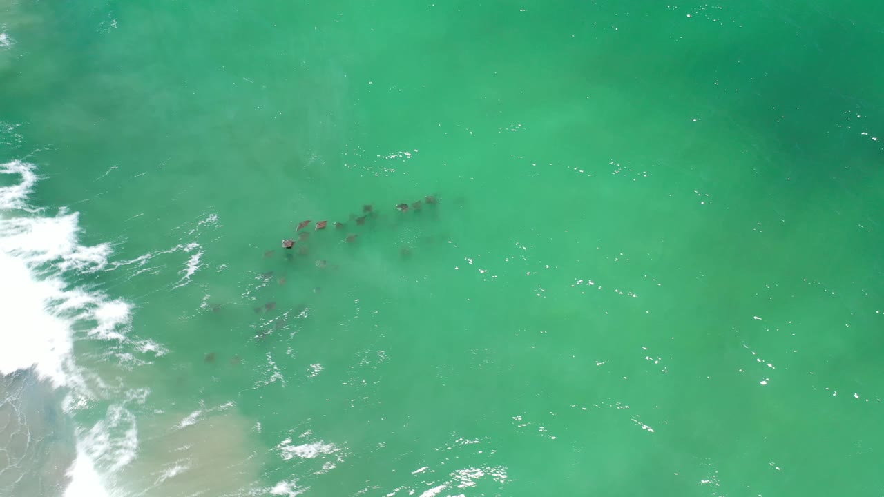 Aerial frame of the fish school slightly right of the surf line in Los Cabos, Mexico, with milky shallow water at left and no visible people.