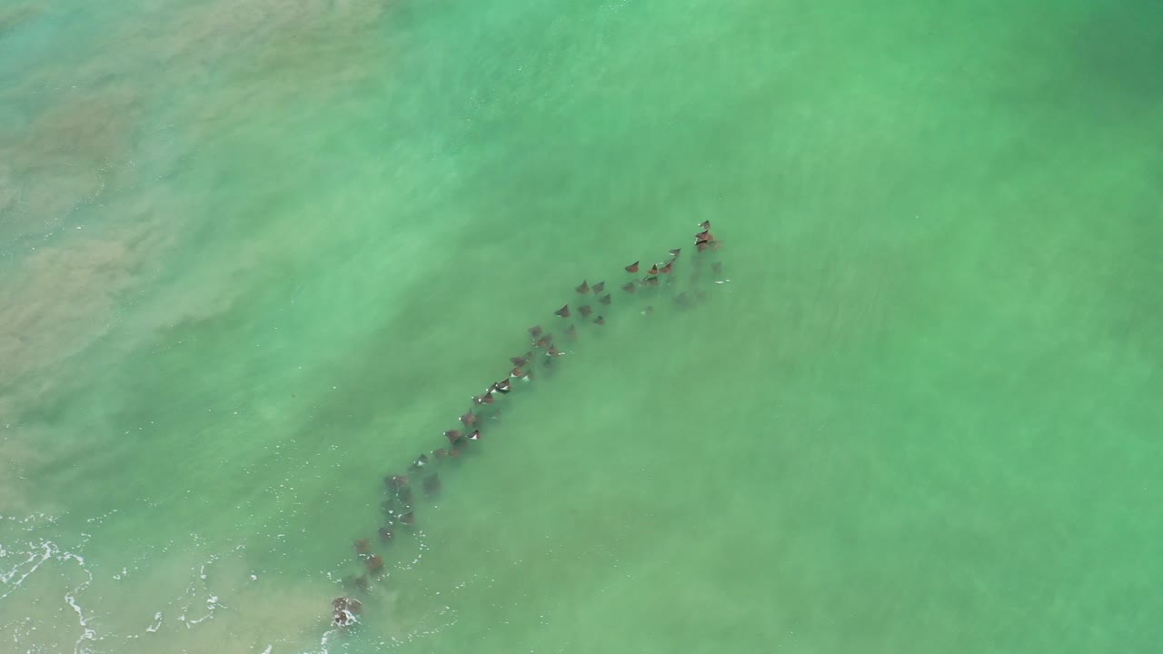 Overhead view in Los Cabos, Mexico of dark sea animals forming a diagonal line beneath clear teal water, with pale sandy clouding and no visible people.