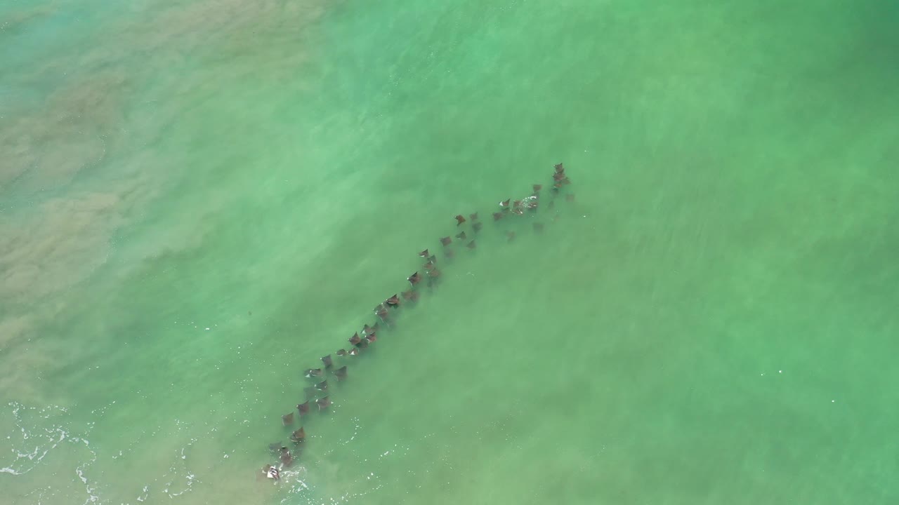 Marine animals swim in a curved line below the surface.