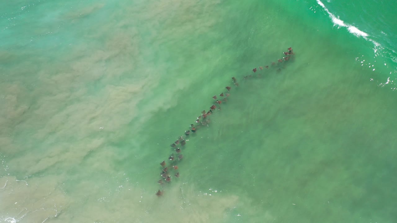 Curved school of fish under clear green surf water.