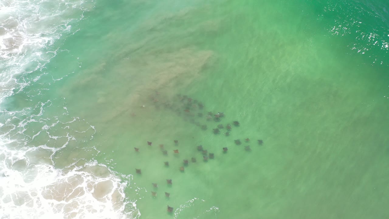 Overhead view of dark sea animals in shallow turquoise surf.