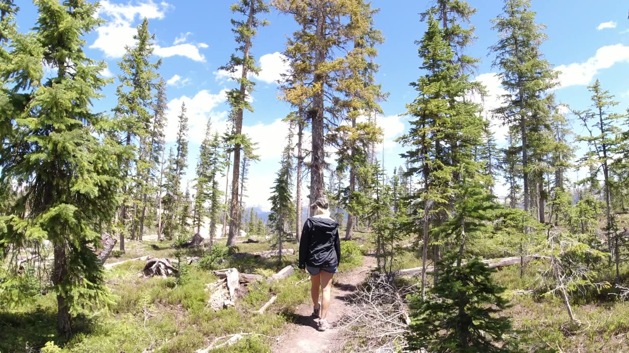 Young woman walking away on a dirt trail through a sunny conifer forest.