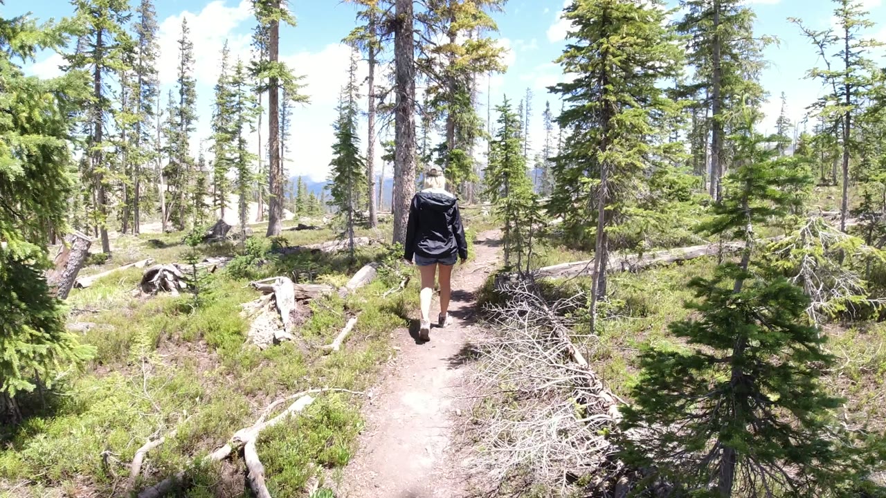The walker appears farther along the dirt path in Winter Park, Colorado, surrounded by tall conifers, scattered deadfall, and patches of sunlit green brush.