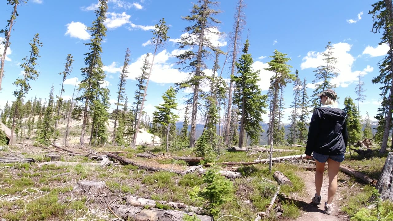 The walker continues down the Winter Park forest path, framed by scattered pine trunks, downed logs, low shrubs, and bright blue sky.