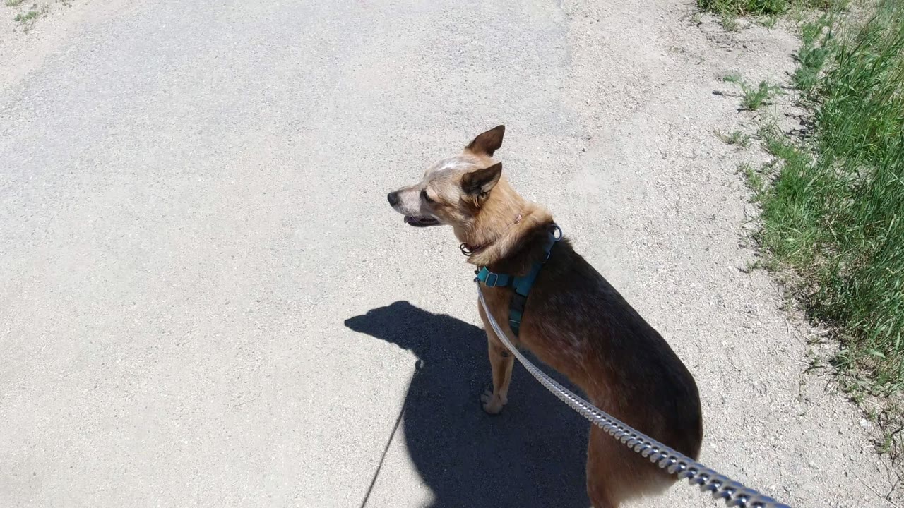 Dog on leash standing on a sunlit gravel road.