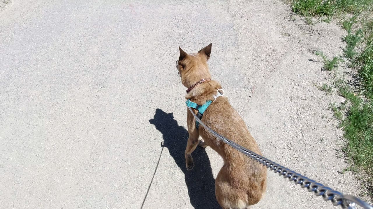 The dog faces forward on the pale road in Winter Park, Colorado, with its turquoise harness visible, the leash stretched back, grass at the roadside, and no visible people.