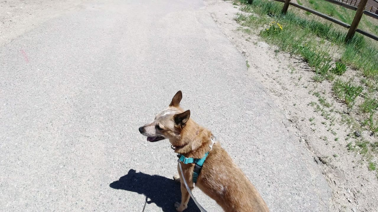 A tan dog in a turquoise chest harness walks along a pale road in Winter Park, Colorado, with the leash leading toward the camera and no visible people.