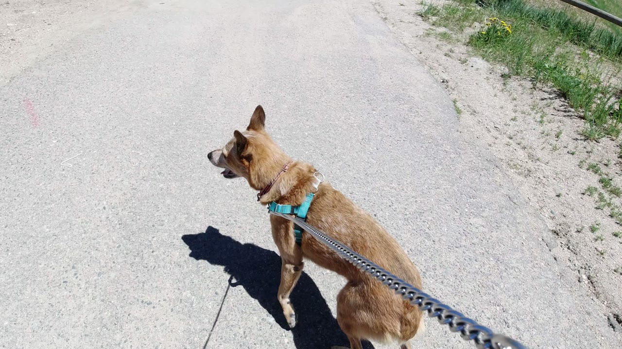 The dog continues forward on the road in Winter Park, Colorado, with its head turned left, the leash angled from the lower frame, and no visible people.