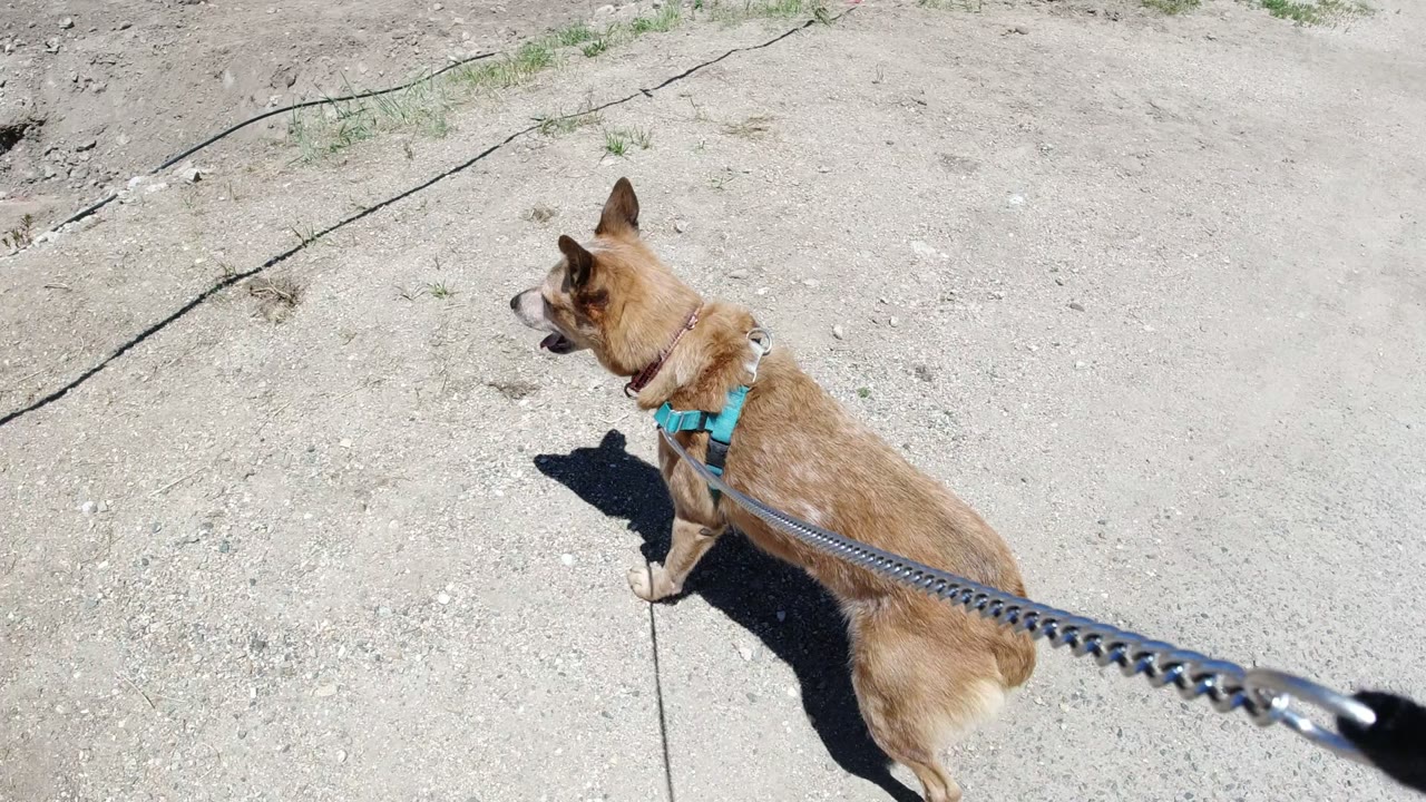 Tan dog in a turquoise harness walking on pale dirt with a leash.