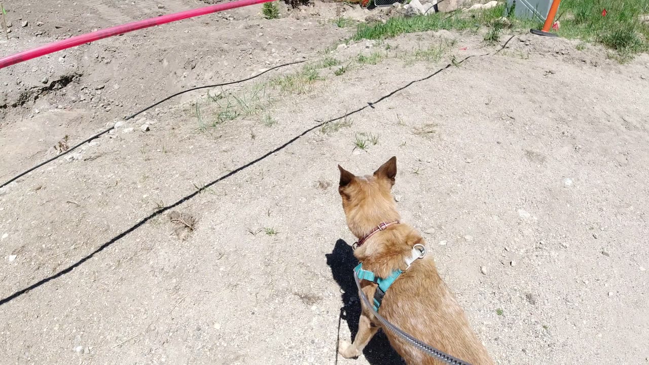 The dog is viewed from behind in Winter Park, Colorado, standing on a dusty path with the leash leading toward the camera and no visible people.